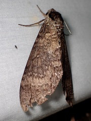 Manduca occulta