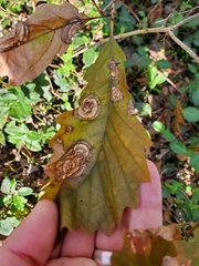 Cristulariella