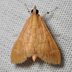 Pyraustini