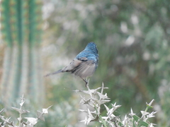 Cyanoloxia glaucocaerulea