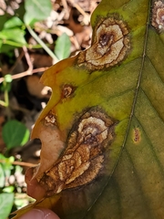 Cristulariella