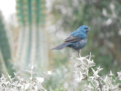 Cyanoloxia glaucocaerulea