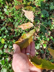 Cristulariella