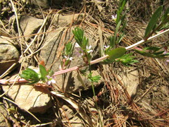 Lythrum hyssopifolia