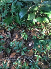 Nyctidromus albicollis