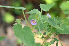 Batesimalva violacea