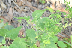 Batesimalva violacea