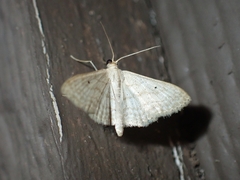 Scopula benitaria