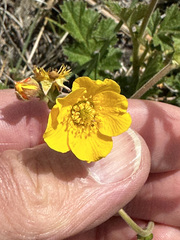 Geum magellanicum