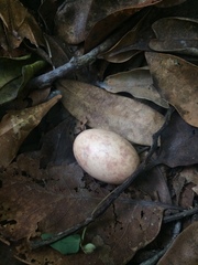 Nyctidromus albicollis