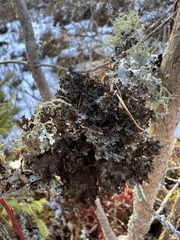 Tuckermanopsis orbata