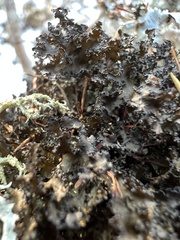 Tuckermanopsis orbata