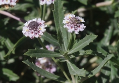 Phyla cuneifolia