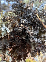 Tuckermanopsis orbata