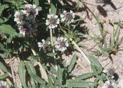 Phyla cuneifolia