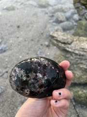 Haliotis cracherodii