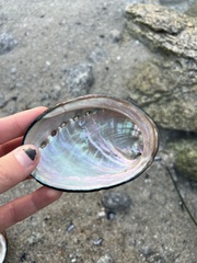 Haliotis cracherodii