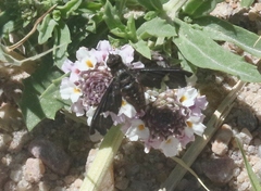 Exoprosopa decora