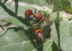 Dasymutilla ursus