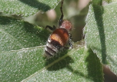 Dasymutilla ursus