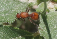 Dasymutilla ursus