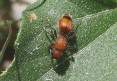 Dasymutilla ursus