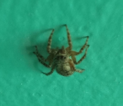 Mexigonus