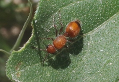 Dasymutilla ursus