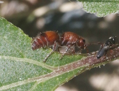Dasymutilla ursus