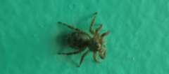 Mexigonus