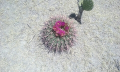 Ferocactus recurvus recurvus