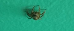 Mexigonus