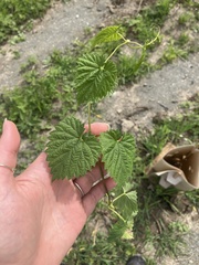 Humulus