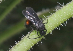 Dasymutilla ursus