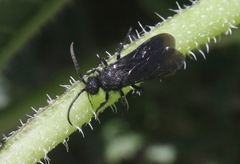 Dasymutilla ursus