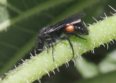 Dasymutilla ursus