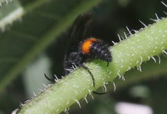 Dasymutilla ursus
