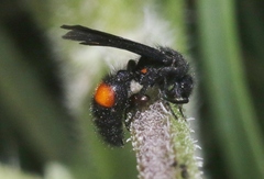 Dasymutilla ursus