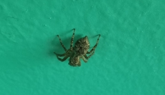 Mexigonus