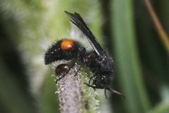 Dasymutilla ursus