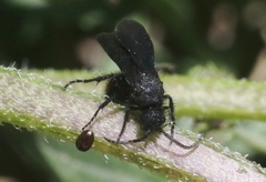 Dasymutilla ursus