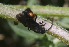 Dasymutilla ursus