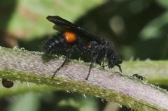 Dasymutilla ursus