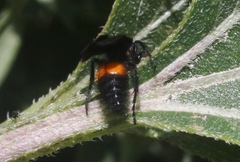 Dasymutilla ursus