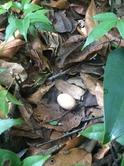 Nyctidromus albicollis