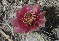 Opuntia polyacantha