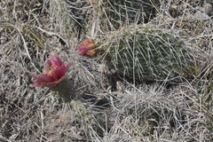 Opuntia polyacantha