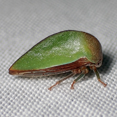 Tropidarnis tectigera
