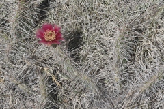Opuntia polyacantha