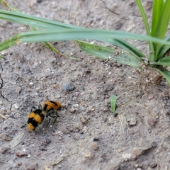 Dasymutilla munifica